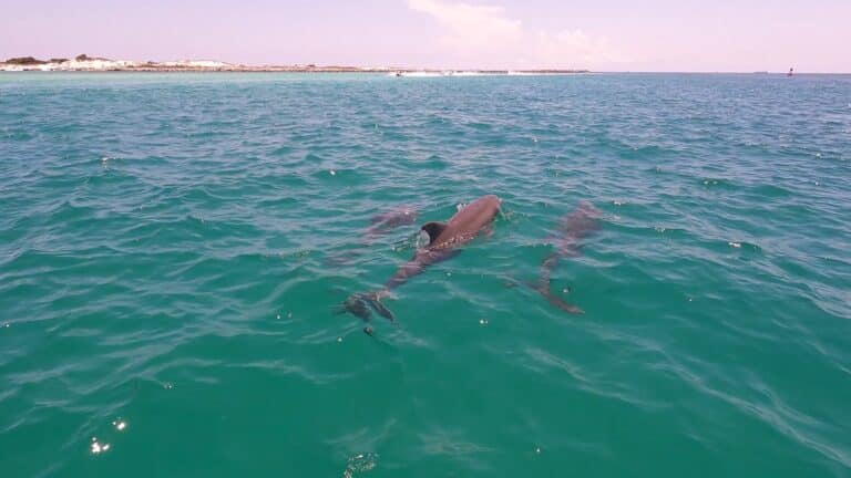 Flippin' Awesome Adventures Dolphin Trips | Panama City Beach, Florida Dolphin Tours, Snorkeling Excursions, & Boat Trips led by Captain Chris, a marine biologist