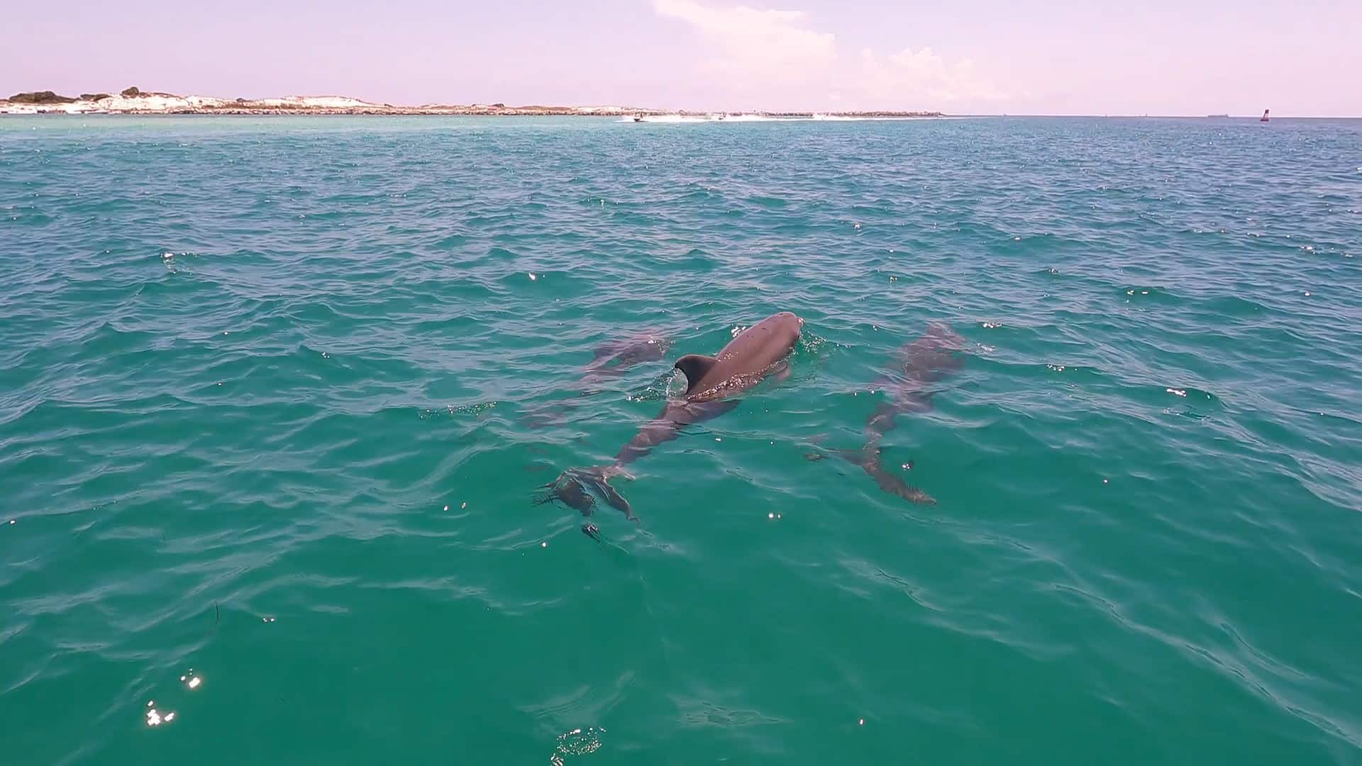 Flippin' Awesome Adventures Dolphin Trips | Panama City Beach, Florida Dolphin Tours, Snorkeling Excursions, & Boat Trips led by Captain Chris, a marine biologist