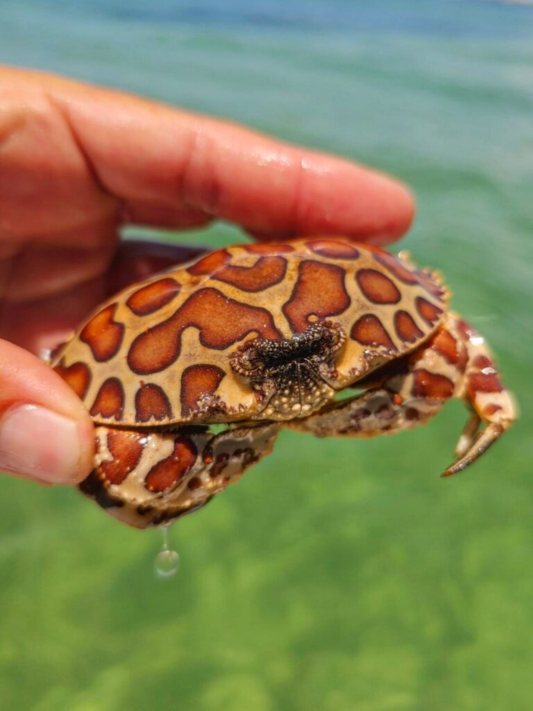 Finding diverse marine life at St. Andrews St. Park.
