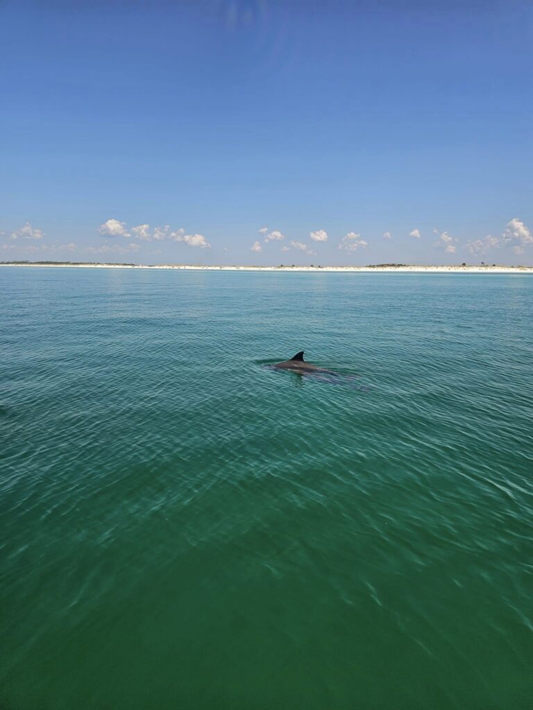 Dolphin watching on Panama City Boat tour