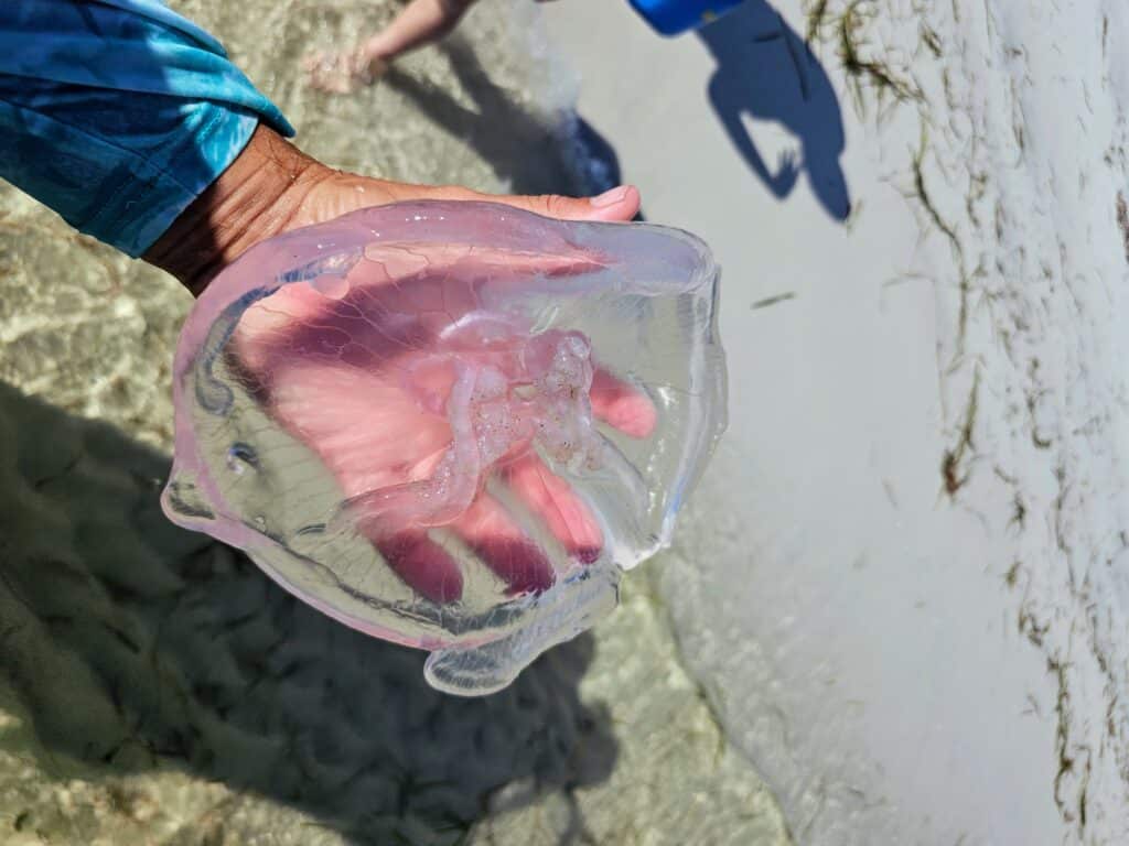 small clear jellyfish are one of the most common types of jellyfish in Panama city beach