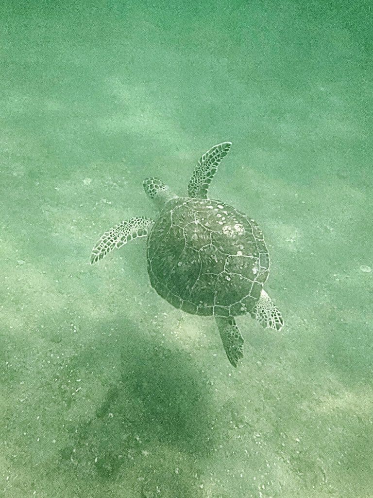 A sea turtle swims gracefully through the clear Gulf waters, highlighting the beauty of sea turtles in Panama City Beach and their coastal Florida habitat.