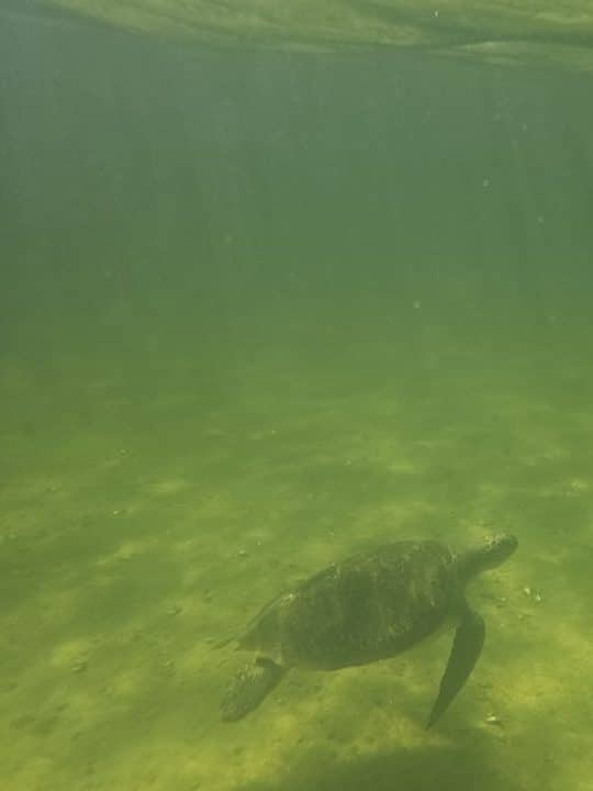 A sea turtle glides near the surface of St. Andrews Bay, offering a glimpse of the marine life that makes sea turtles in Panama City Beach unforgettable to see.