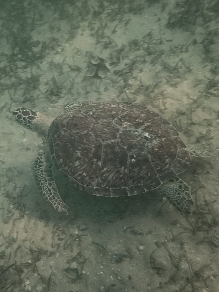 A sea turtle glides near the surface of St. Andrews Bay, offering a glimpse of the marine life that makes sea turtles in Panama City Beach unforgettable to see.