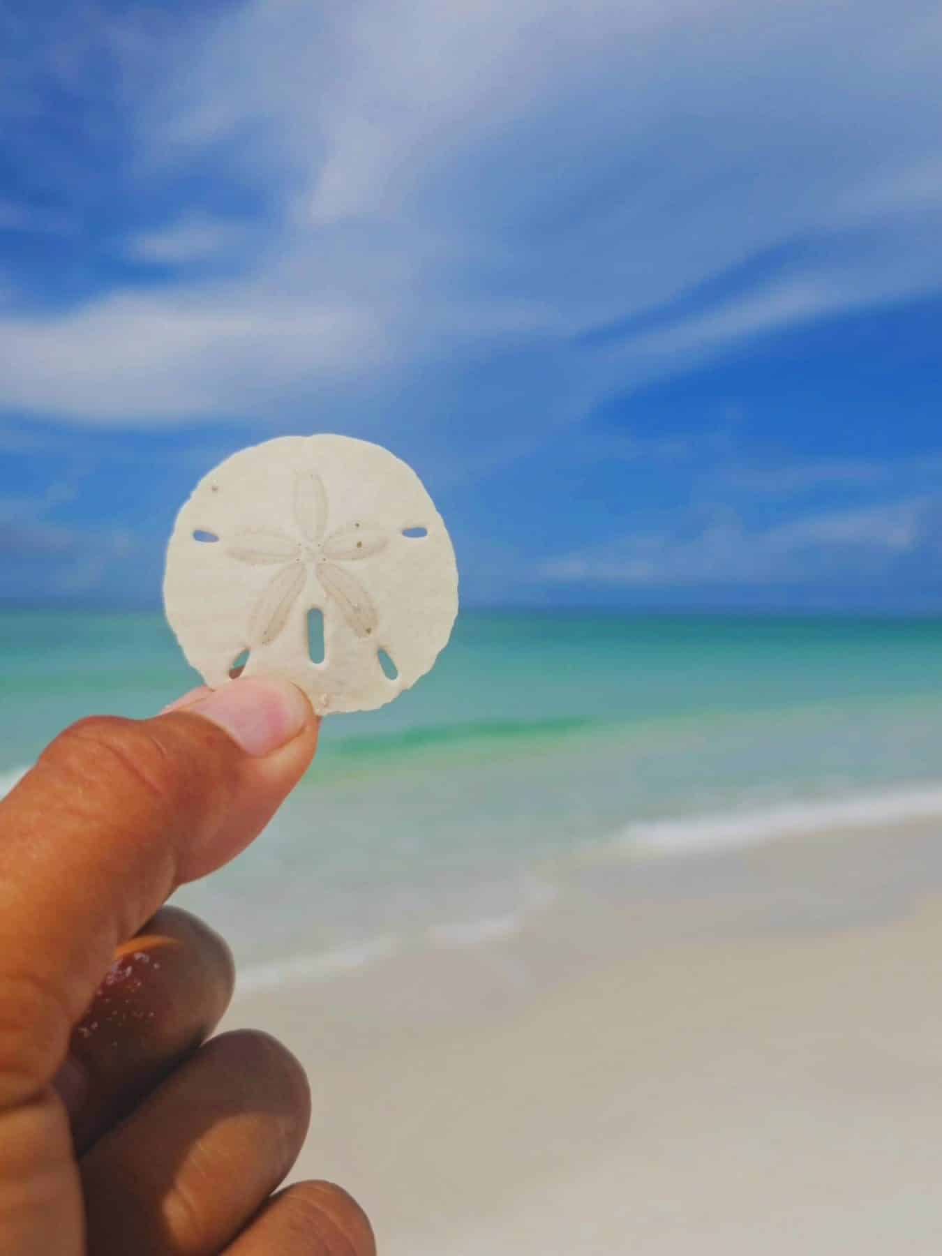 Looking for where to find shells in Panama City Beach? These best shelling beaches on Florida’s Gulf Coast are also great for spotting rare sand dollars.