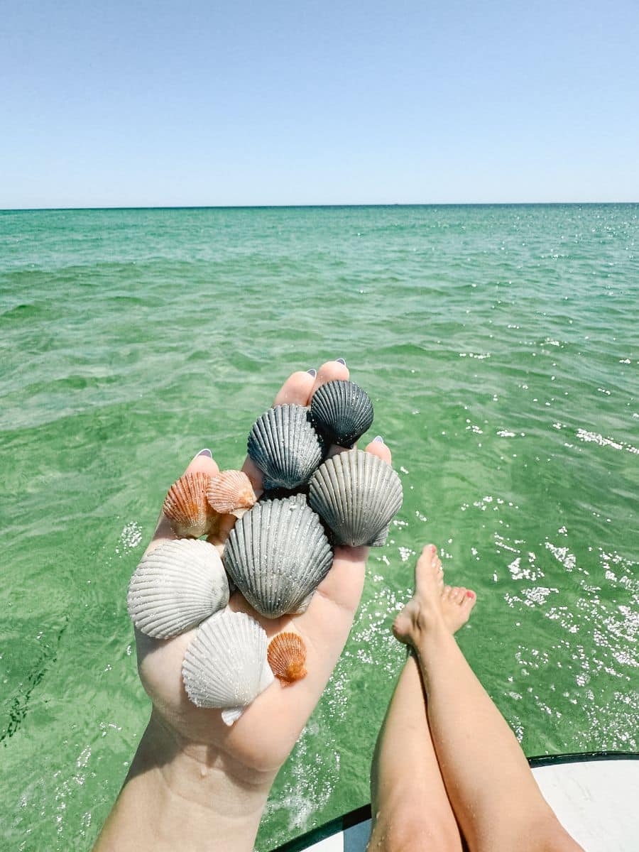 A hand holds a mix of gray, white, and orange scallop shells above clear green water while shelling on Panama City Beach, one of the best Gulf Coast spots.