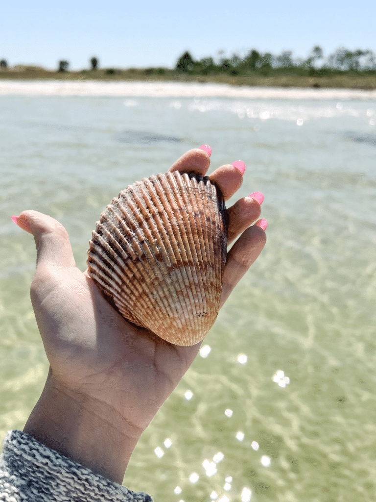 Shelling on Panama City Beach brings beautiful finds like this cockle clam. Discover where to find shells in Panama City Beach on Florida’s Gulf Coast.