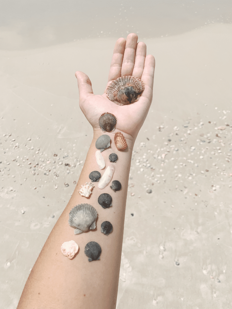 Shells of different sizes and colors are arranged along a person’s hand and forearm on the sand at Panama City Beach, highlighting where to find shells.