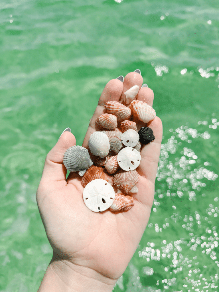 A hand displays tiny scallop shells and sand dollars above emerald water while shelling on Panama City Beach, known as one of the best shelling beaches.