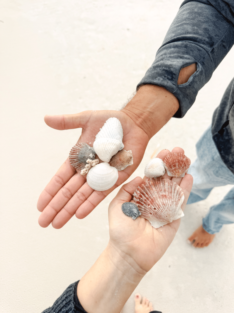 Two people hold a variety of shells, including scallops and coral, on the sand at Panama City Beach, showing where to find shells on Florida’s Gulf Coast.