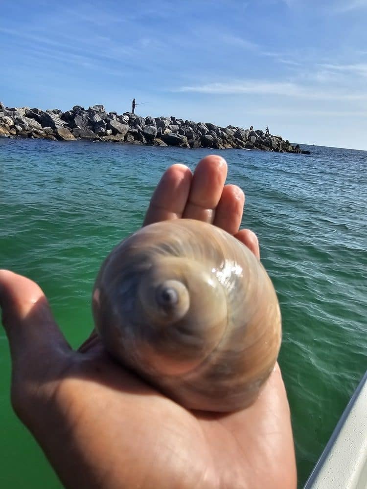 Shelling on Panama City Beach reveals treasures like this moon snail. Discover where to find shells in Panama City Beach along Florida’s Gulf Coast.