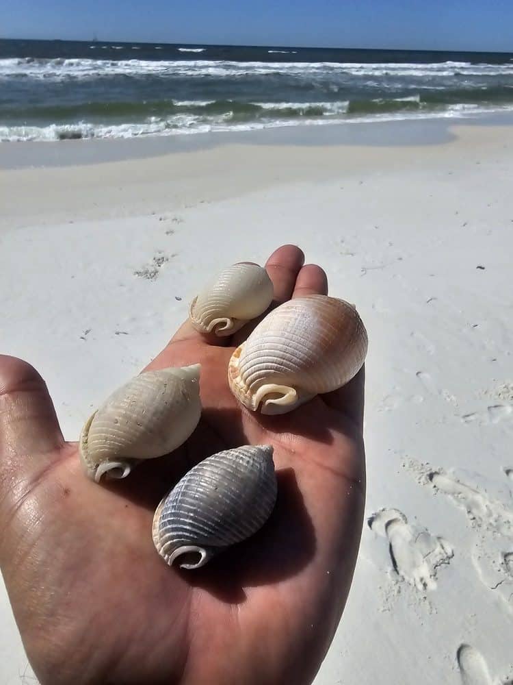 Explore the best shelling beaches Gulf Coast Florida. Shelling on Panama City Beach reveals treasures like scotch bonnet shells—perfect for coastal collectors.