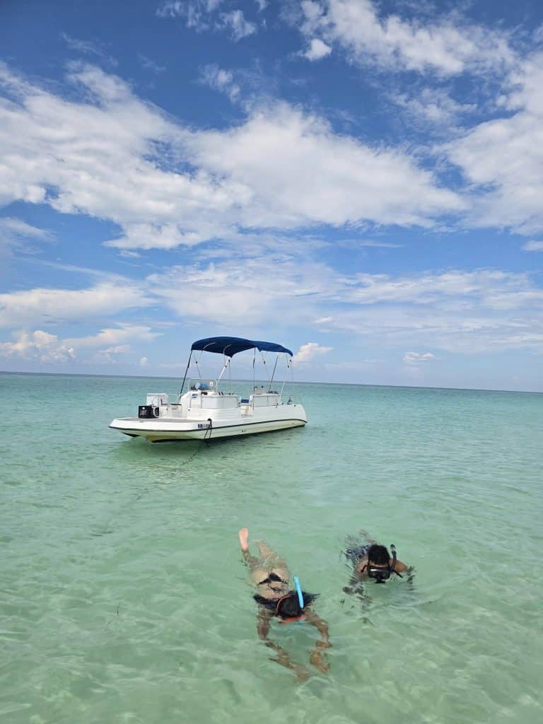 swim with dolphins in panama city beach