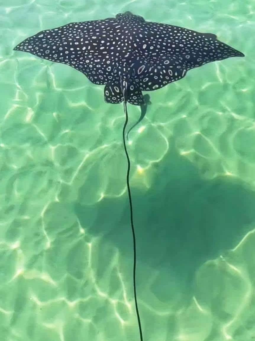 eagle ray stingrays in panama city beach