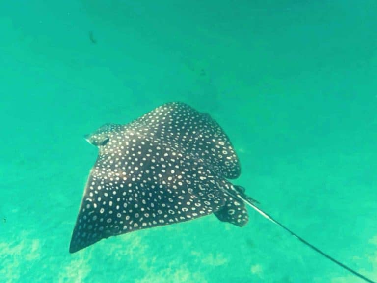 stingrays in panama city beach 2