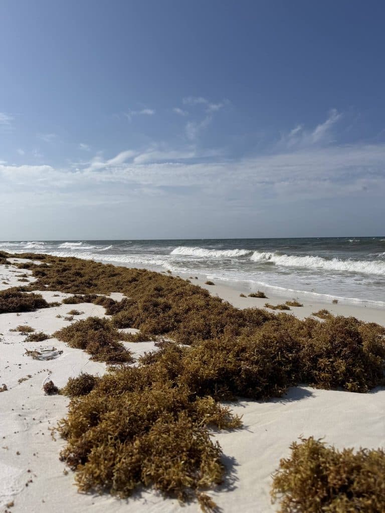 A large deposit of golden-brown sargassum seaweed washed up along the white sand shoreline at Shell Island in Panama City Beach, Florida, with Gulf of Mexico waves in the background